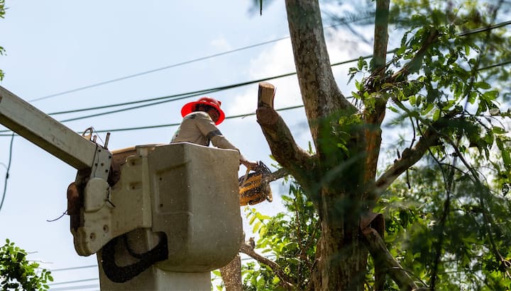 A tree care and maintenance worker in Fullerton, CA wearing orange safety hat