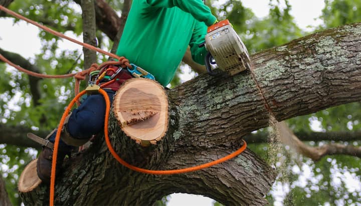 A tree trimming consultant in Fullerton, CA.