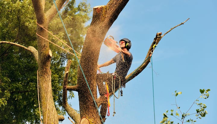 A tree removal professional wears safety goggles in Fullerton, CA..