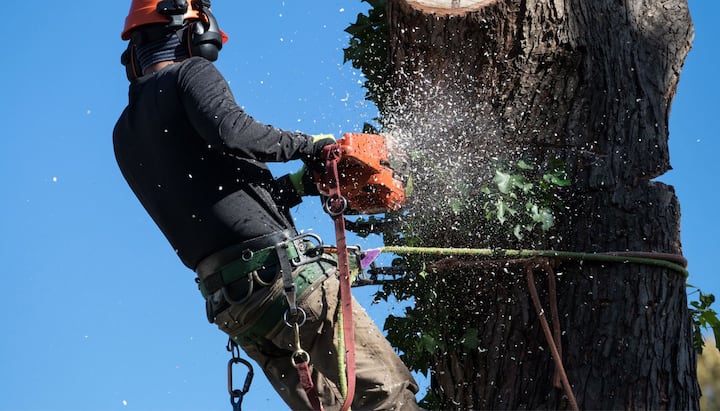 A tree removal expert is high in tree to cut down stump in Fullerton, CA.