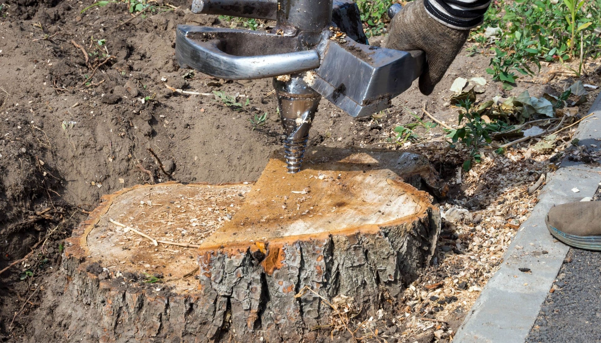 A stump grinding expert wearing work gloves for project in Fullerton, CA.